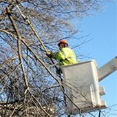 Boulevard Tree Trimming