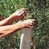 Help Maintain Roseville Parks