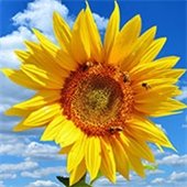 Celebrate Pollinators