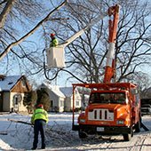 Roseville Trims Boulevard Trees