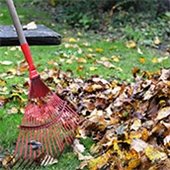 Raking Autumn Leaves