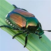 Japanese Beetles
