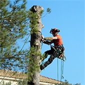 Tree removal