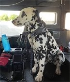 Pyro the dalmation