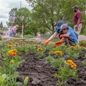 Community Planting Flowers