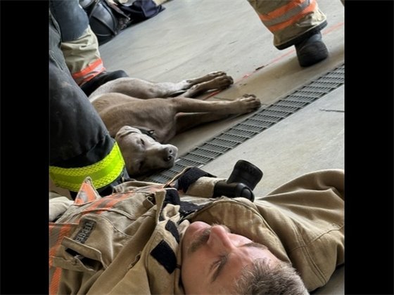 Ashes helps with training