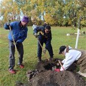 Volunteers plant trees at Roseville parks.