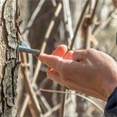 A picture of someone tapping a tree for maple syrup. 