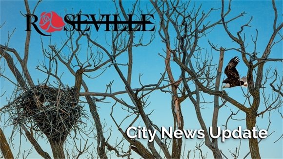 Bald Eagle flies toward nest on Keller Lake - Photo courtesy Mark Connolly
