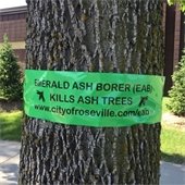 Emerald Ash Borer Ribbon on Tree
