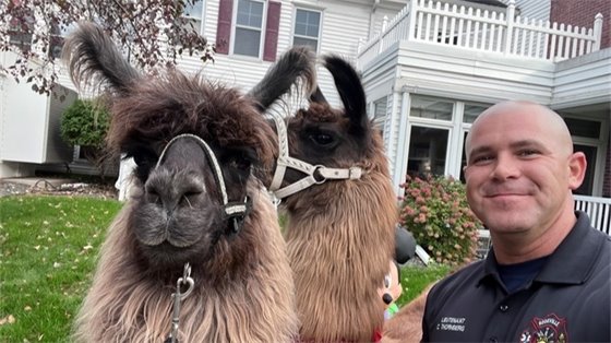 Llamas