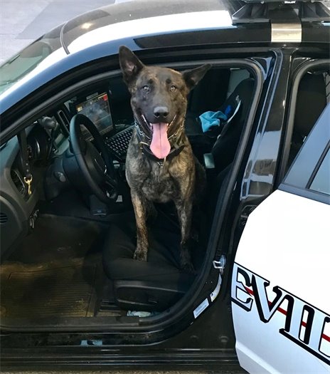 K9 Ragnar