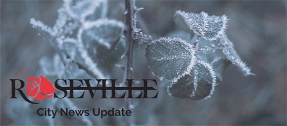 Roseville City News Header, Rose bush with frost