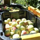 Fresh apples at the Community Orchard.