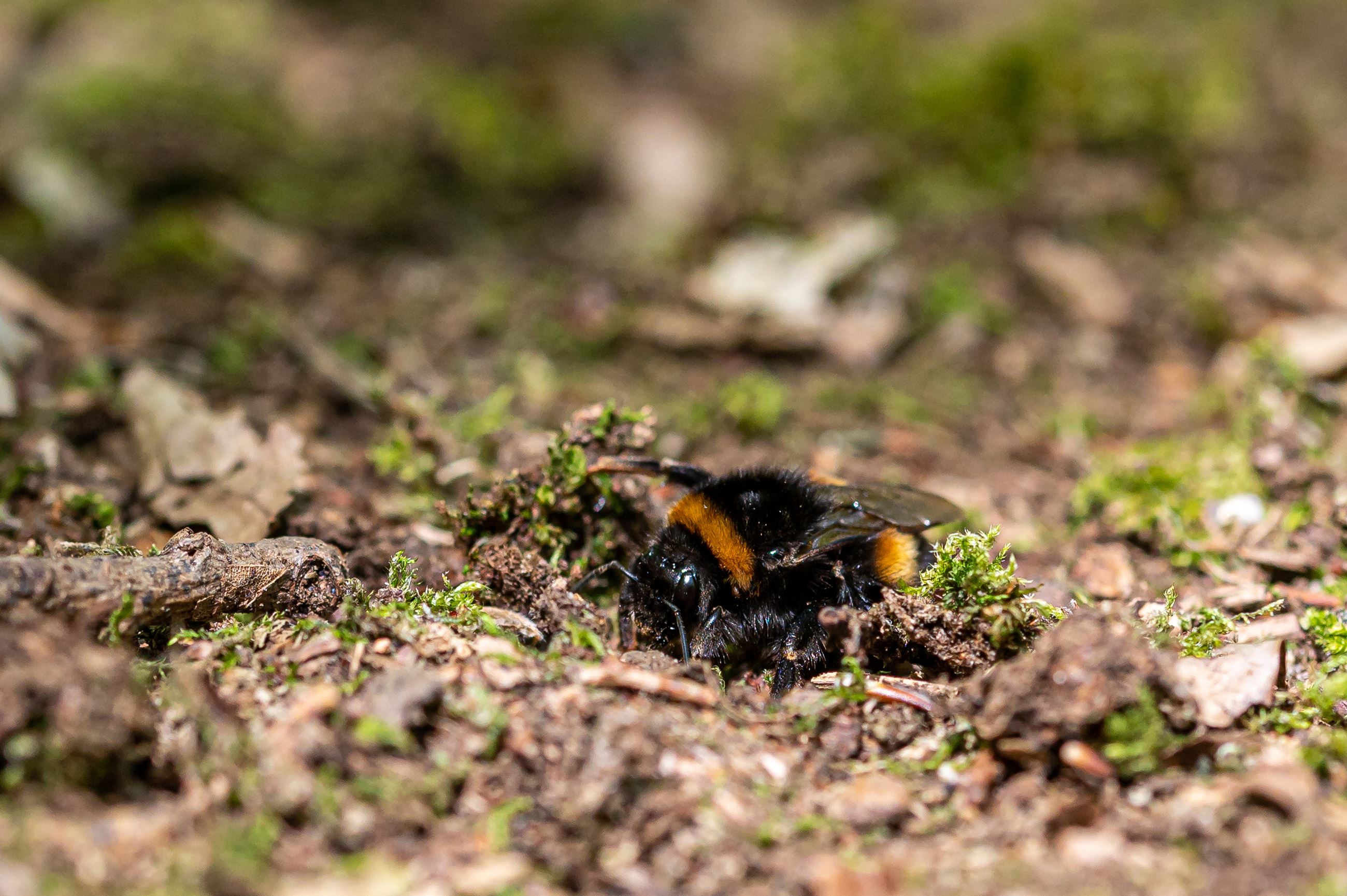 A picture of a bumblebee burrowing in organic plant material.