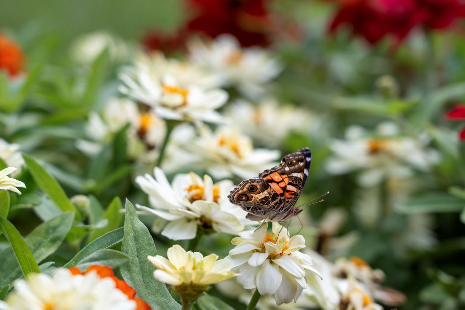 A butterfly pollinates at Roseville Central Park.