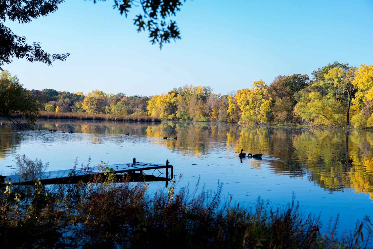 Autumn leaves at Roseville's Langton Lake Park.